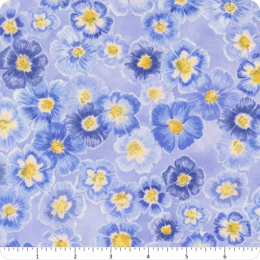 Delphinium - Bluebell Auricula - 24650-13